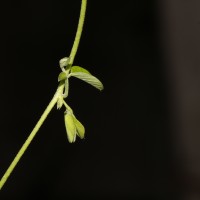 Clitoria ternatea L.